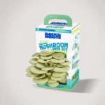 Custom Mushroom Boxes